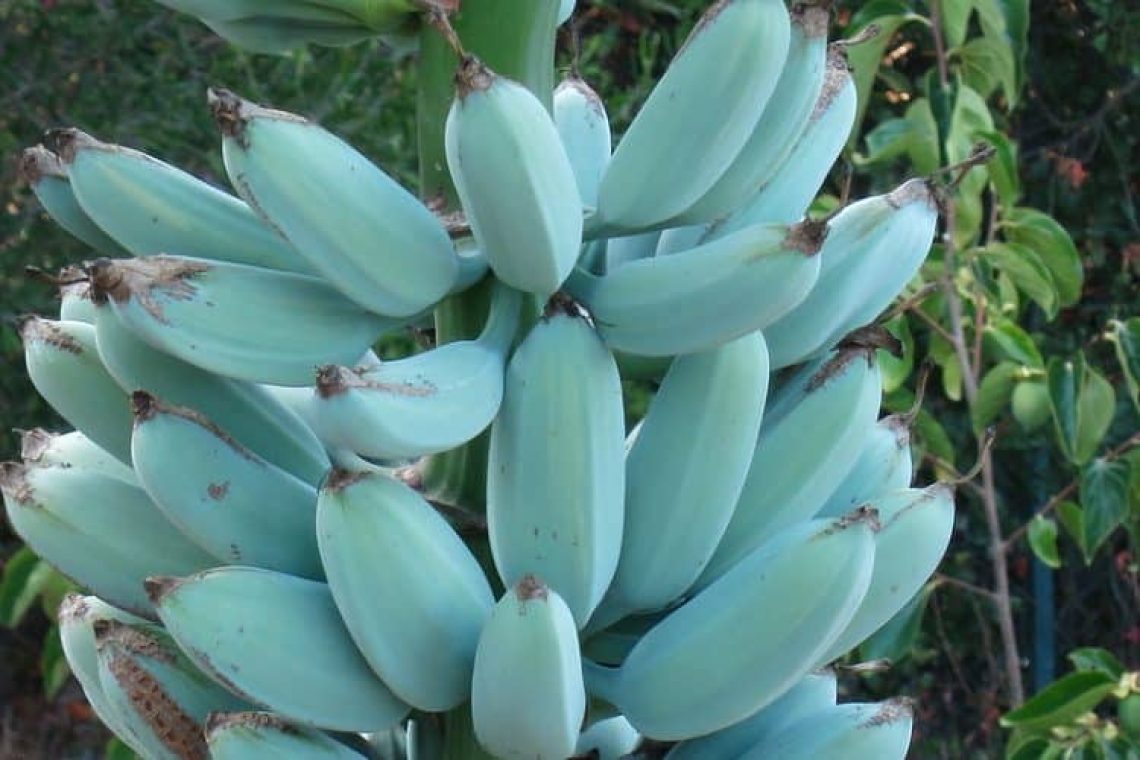 Οι blue Java μπανάνες με την υπέροχη γεύση βανίλιας