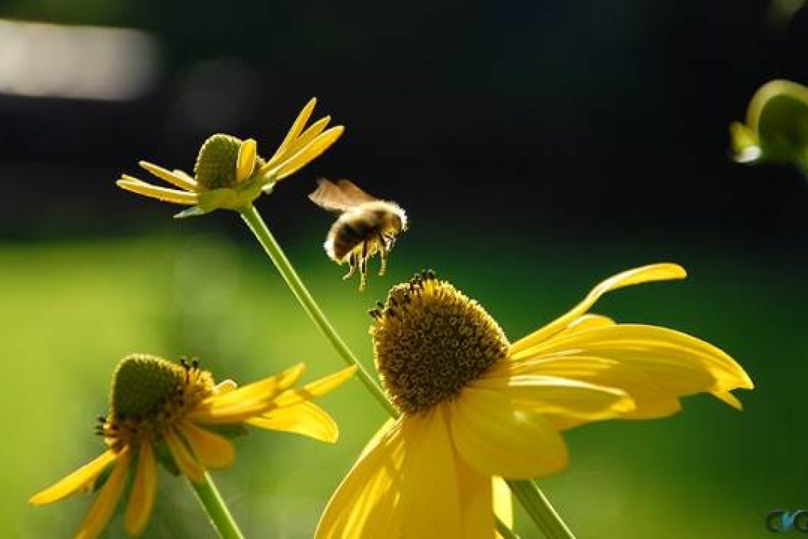 Πέντε απλοί τρόποι για να σώσουμε τις μέλισσες