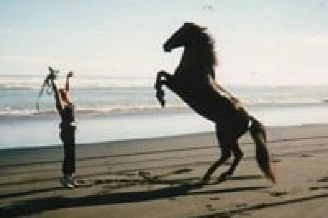 Horse-Cody-Beach_20rear-612x382