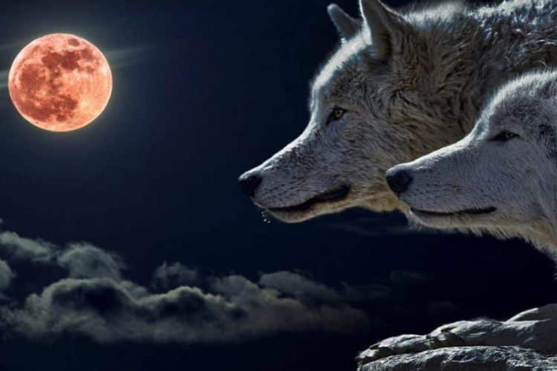 Πανσέληνος στο Λέοντα – Το Ματωμένο Φεγγάρι του Λύκου