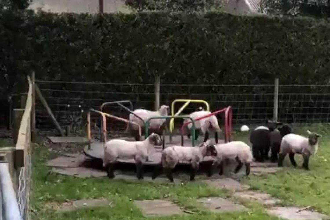 Ηνωμένο Βασίλειο: Οι άνθρωποι σε καραντίνα και τα πρόβατα παίζουν στην παιδική χαρά (Βίντεο)
