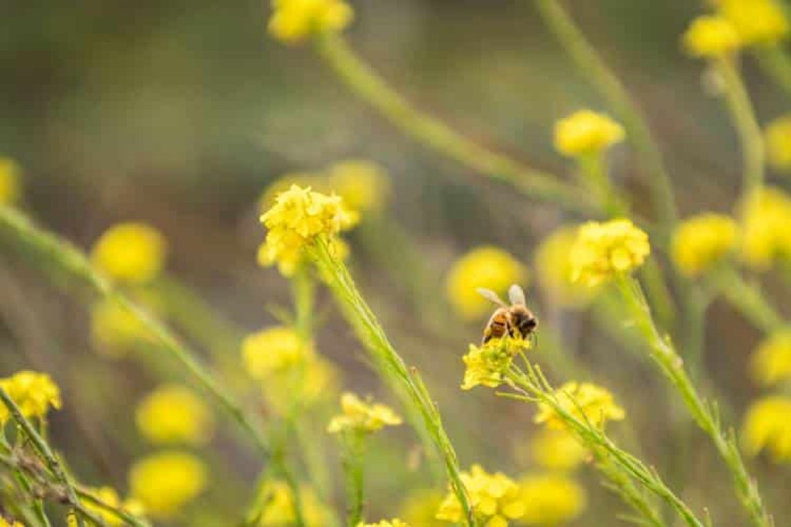 Ένα σμήνος μελισσών ακολούθησε αυτοκίνητο για δύο ημέρες για να διασώσει τη βασίλισσά του που είχε παγιδευτεί