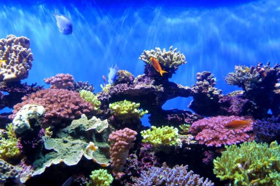 Γενετικά τροποποιημένα κοράλλια που αντέχουν στην κλιματική αλλαγή