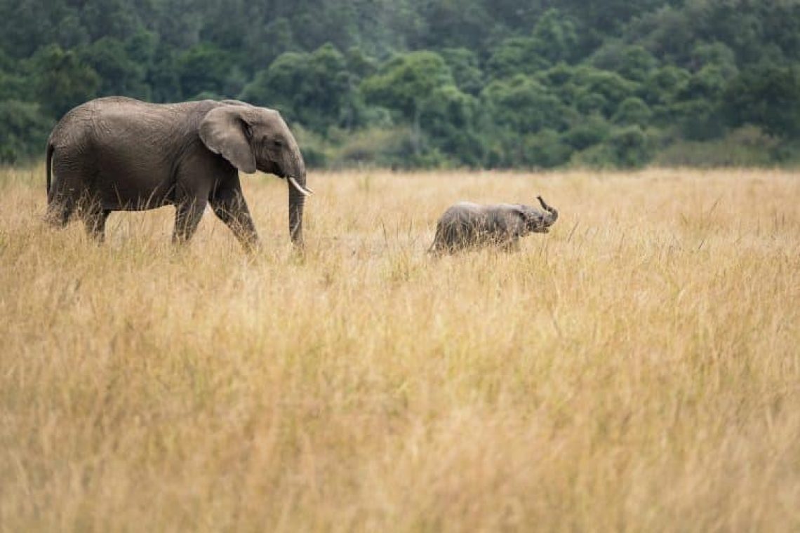 WWF: Σε 45 χρόνια έχουμε αφανίσει το 60% της άγριας ζωής του πλανήτη μας