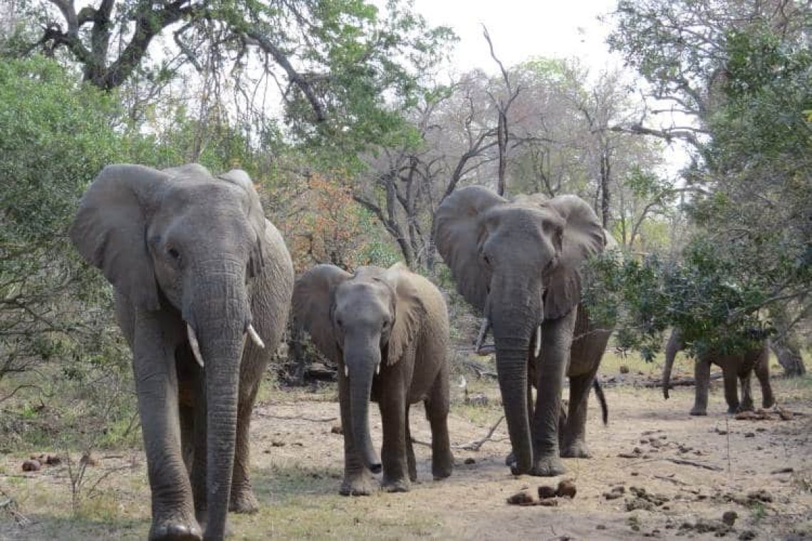 Πέντε ελέφαντες έχασαν τη ζωή τους πέφτοντας από καταρράκτη για να σώσουν ένα μωρό ελεφαντάκι