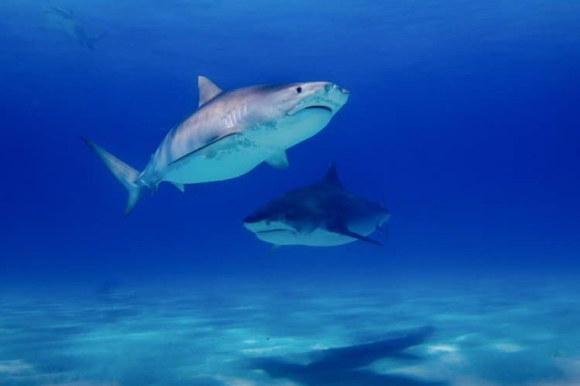 Ο Καναδάς γίνεται η πρώτη χώρα των G20 που απαγορεύει το εμπόριο καρχαρία