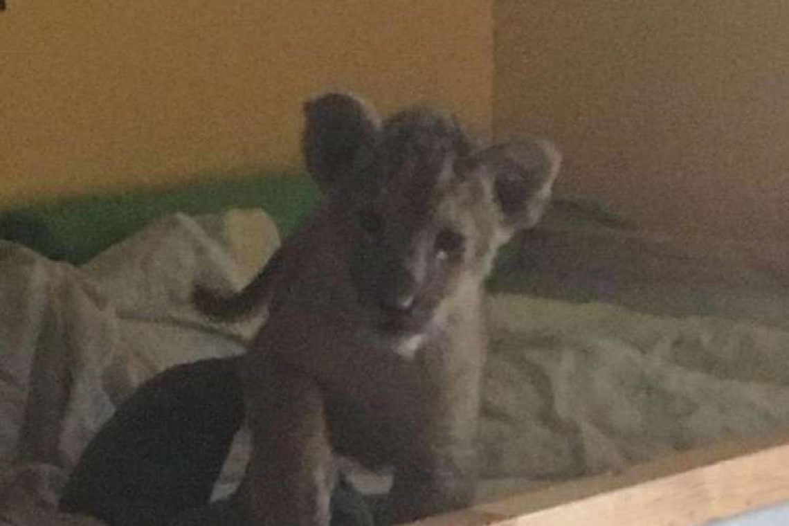 Μικρό λιονταράκι βρέθηκε σε… διαμέρισμα στο Παρίσι