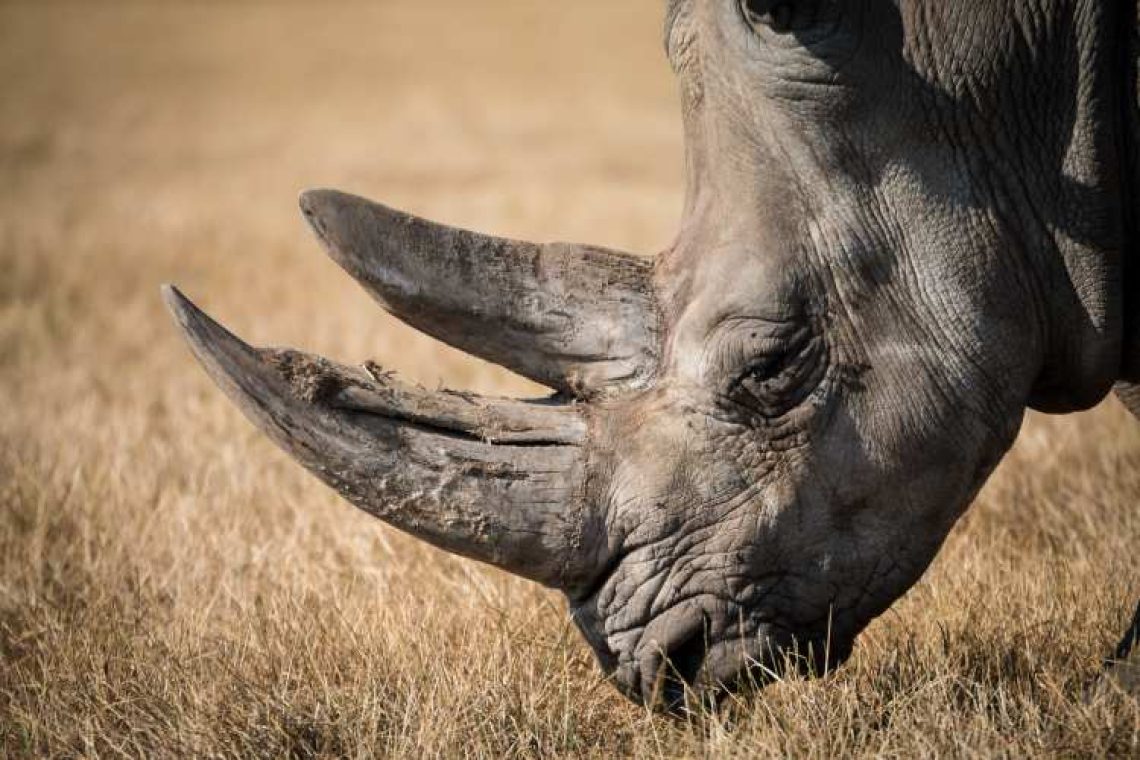Πέθανε ο τελευταίος αρσενικός ρινόκερος στη Σουμάτρα
