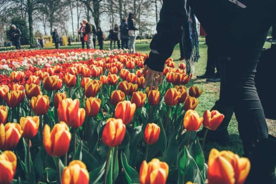 Ο μεγαλύτερος Κήπος της Ολλανδίας με τα 7 εκατομμύρια πολύχρωμα άνθη
