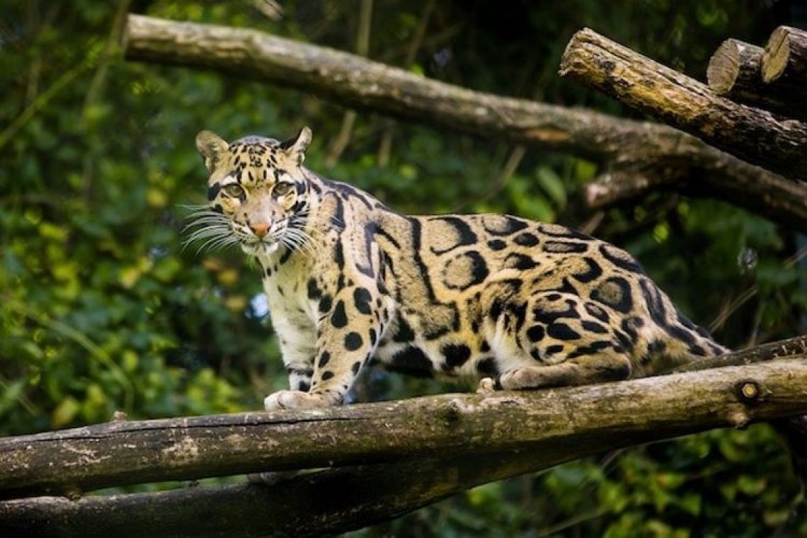 Επανεμφανίστηκε η Ταϊβανέζικη Λεοπάρδαλη Formosan που είχε εξαφανιστεί από το 1983