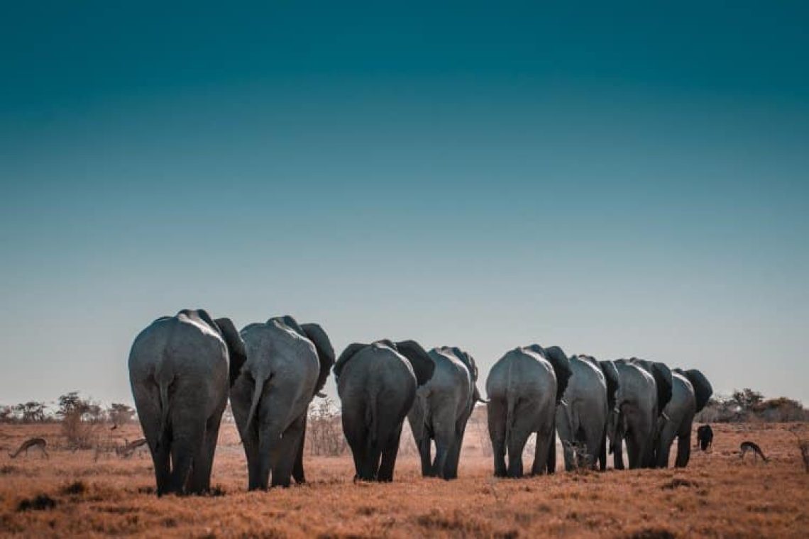 Ζιμπάμπουε: 600 ελέφαντες θα μεταφερθούν από το Εθνικό Πάρκο, γιατί κινδυνεύουν από τη σοβαρή ξηρασία