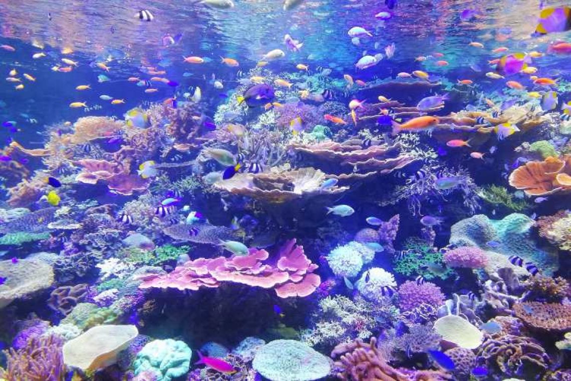 Νέα δεδομένα αυξάνουν τις ελπίδες για τη ζωή των κοραλλιογενών υφάλων
